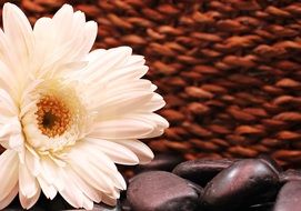 gerbera flower and pebbles