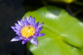 Lotus Flowers Flower Plant