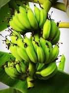 green bananas on a palm branch