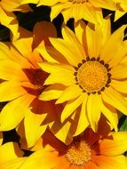 Flower Yellow Background Beauty