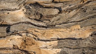 Background Wood Bark Design