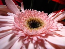 Flower Pink Petals