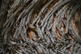 Nature Tree Bark Natural Forest
