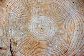 Wood Spruce