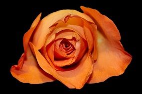 orange rose bud in the dark