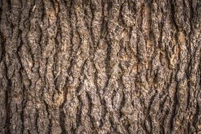 embossed tree bark close up