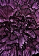 Flowers Carnation Purple Texture