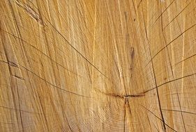 Tree Rings Tree Rings Wood