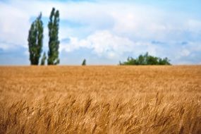 Wheat Field Plant Natural