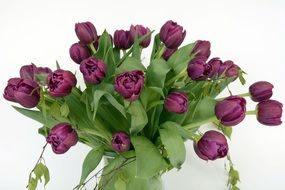 bouquet of purple tulips