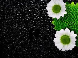 flowers on the black background with drops of water