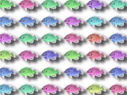 Fish Background Sea Ocean