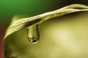Drop Water Green Water Drop