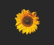 sunflower on the black background