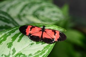 Hybrid Butterfly