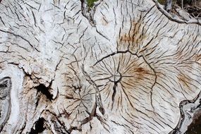 Wood Texture Natural Nature