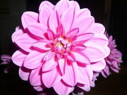 Flower Flowers Rosa Dalia