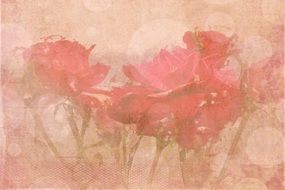 Graphics Background Flower Rose
