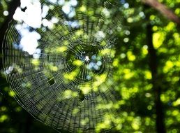 Spider Web Macro Network