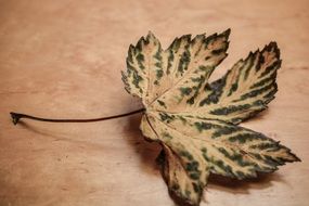 Leaf Autumn Background