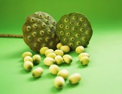 lotus seed heads on the green background