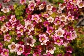 Stone Bed Garden Nature Plant