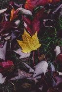 Leaves Autumn Background Autumn