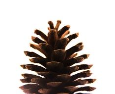 pine cone on a white background