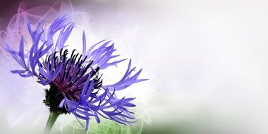purple flower on light background