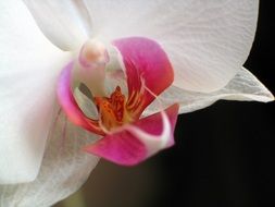 background with closeup of a orchid