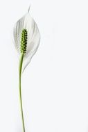 Peace Lily Flower Plant Lily