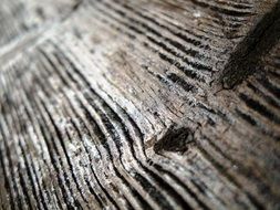 Wood Closeup Weathered Old