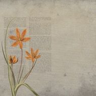 Background Texture Orange Flower