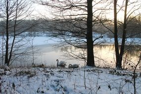 Natural Winter Snow Denmark
