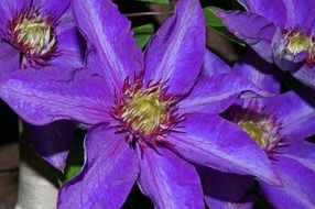 background with purple clematis flowers