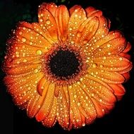 Flowers Flower Macro Water