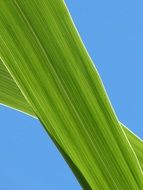 Leaf American Cane Plant Texture