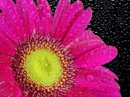 wallpaper with magenta chrysanthemum