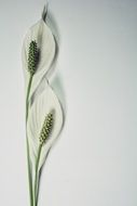 spathiphyllum flower on a light background
