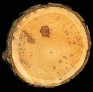 Slice Of Wood Lumber Slice Cut