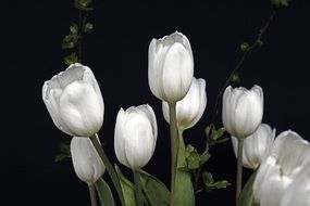 white tulips with green leaves on a black background