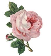 Rose Flower Vintage Pink Bud