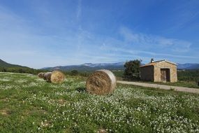 Landscape Straw Nature Field