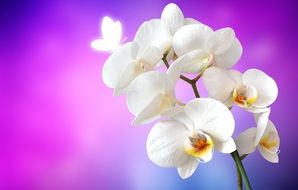 Orchid Butterfly Flower White