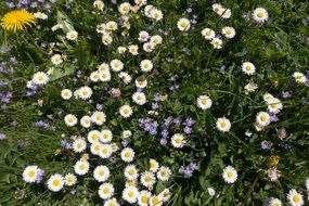 white flowers on a green meadow in spring