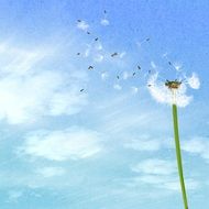 Background Dandelion Blue Sky