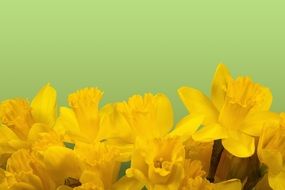 Daffodil Spring Easter Blossom