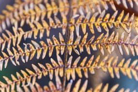 Fern Close Up Forest Plant