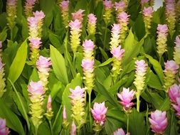 bloom of pink flowers with green leaves