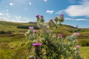 Thistle Blue Background Plant